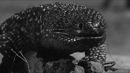The Giant Gila Monster