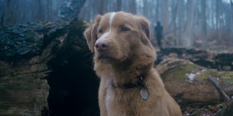 good boy