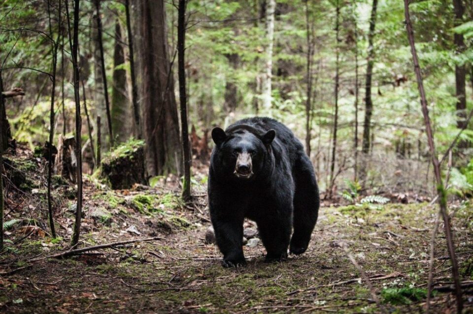 backcountry 960x639 - 10 Streaming Horror Movies Featuring Pissed-Off Bears