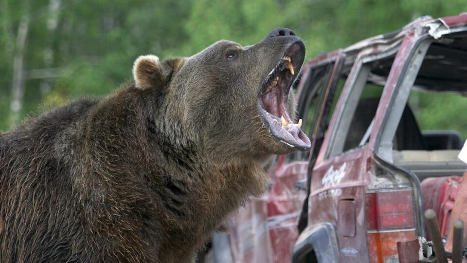 grizzly rage 960x540 - 10 Streaming Horror Movies Featuring Pissed-Off Bears