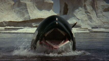 orca2 428x241 - 'Orca' Taught Us Long Ago Not to Mess With The Ocean