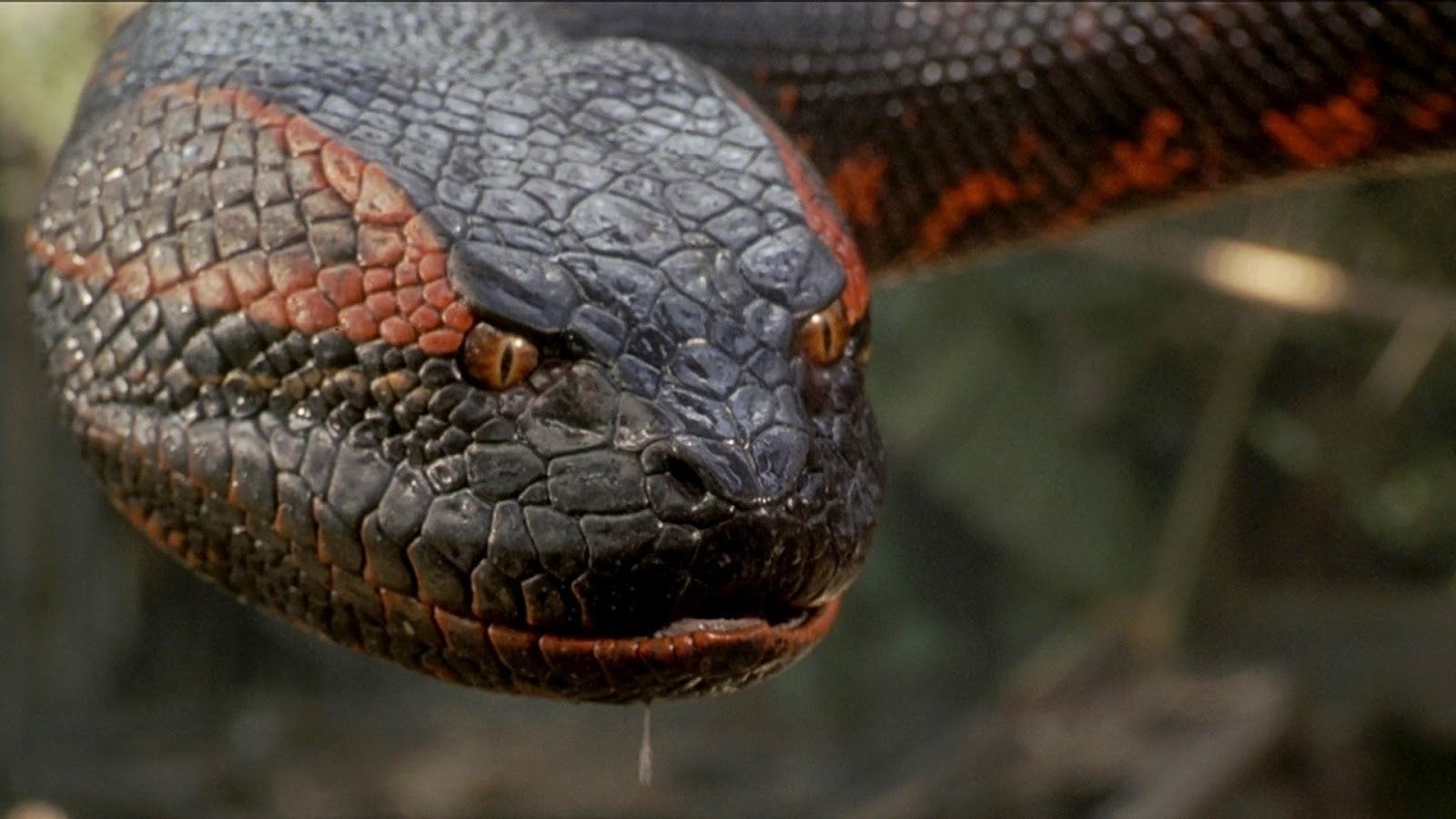 Lionsgate’s Giant Snake Movie ‘Titan’ Retitled Once Again, This Time to ‘Beware Boiúna’; In Theaters October 2