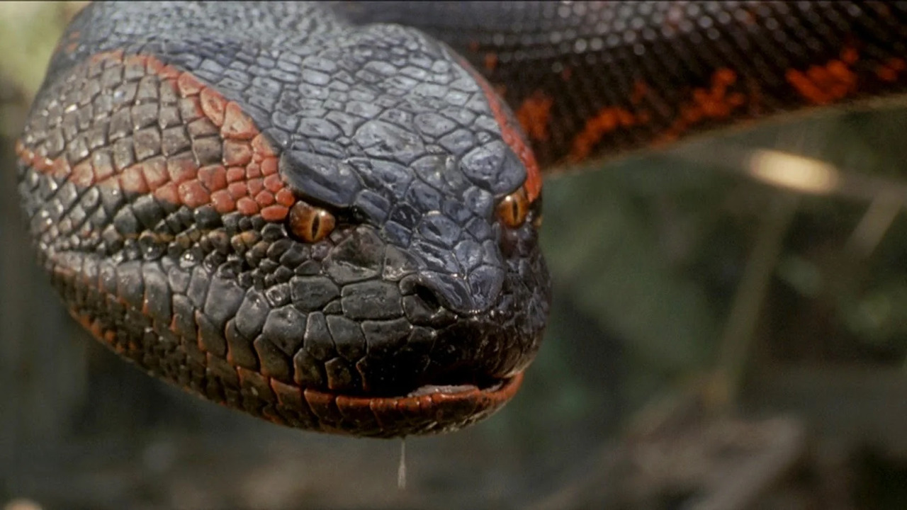 ‘The Pope’s Exorcist’ Director to Take on a Giant Python with ‘Crush’